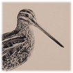 Snipe drawing